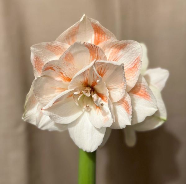 Amaryllis